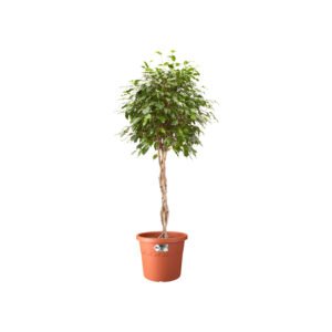 Bizzy Organic Cold Brew Coffee _ Smooth & Sweet Blend _ Coarse Ground Coffee _ 100% Arabica _ 1 lb